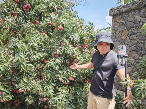 汇利资本 消费新观察丨海口火山岩上的“甜蜜经济”